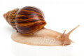 Lissachatina zanzibarica typ 2 adult